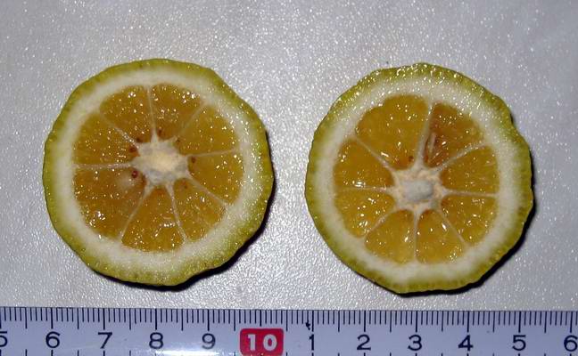  plod Yuzu