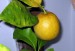citroník pavlovsky největší plod