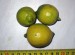 citroník Villa Franka první plody